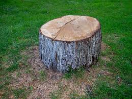 Best Tree Mulching  in Village Green Green Ridge, PA