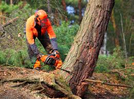 Best Lawn Renovation and Restoration  in Village Green Green Ridge, PA