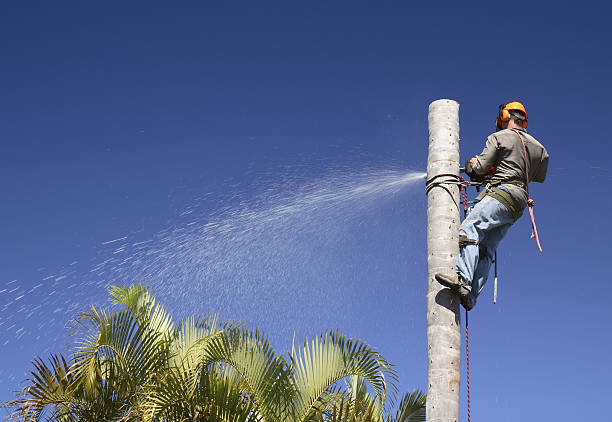 Best Tree Preservation Services  in Village Green Green Ridge, PA