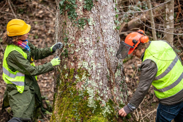 Best Tree and Shrub Care  in Village Green Green Ridge, PA