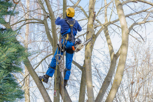 Trusted Village Green Green Ridge, PA Tree Care Experts
