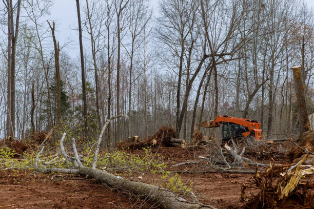 Best Tree Risk Assessment  in Village Green Green Ridge, PA