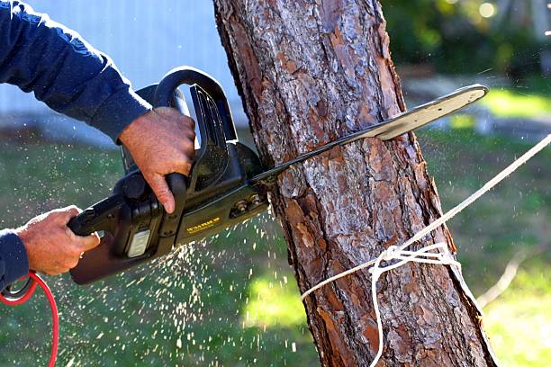 Best Tree Cabling and Bracing  in Village Green Green Ridge, PA