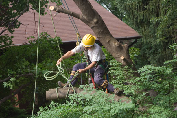Best Tree Trimming and Pruning  in Village Green Green Ridge, PA