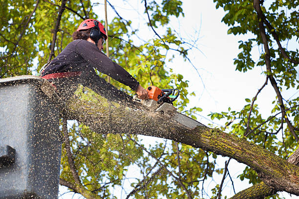 Best Pest Control for Lawns  in Village Green Green Ridge, PA
